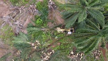 Aerial look down the excavator cut the oil palm video