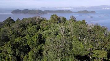 vue aérienne survoler la forêt verte près de la mer video