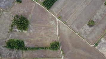 Aerial view dry paddy field during cultivation video