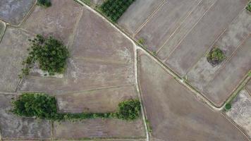 luchtfoto droog rijstveld tijdens de teelt video