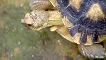 Close up the head of Sulcata tortoise video