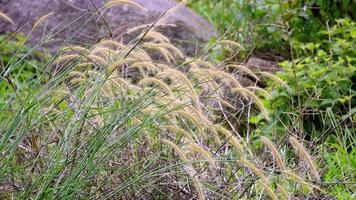 Thatch grass waving blown by wind video