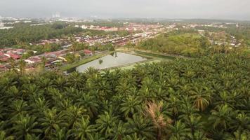 Aerial view fly over oil palm plantation toward sewage system video