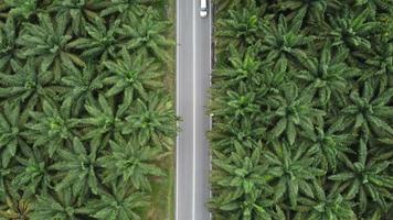 vista de arriba hacia abajo mirar hacia abajo coche moverse en la palma de aceite video