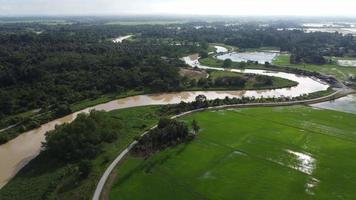 Luftbildkurve Sungai Perai in der Nähe des grünen Reisfeldes video