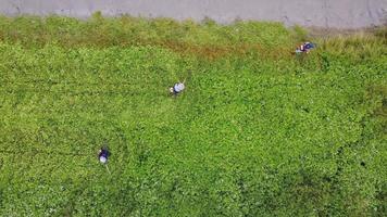 bovenaanzicht drie arbeiders maaien het gras video