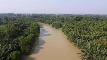 movimiento aéreo en el crecimiento del árbol nipah en el río video