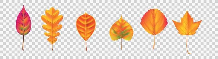 Autumn leaves vector set for fall seasonal elements