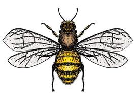 abeja aislar sobre fondo blanco. logotipo de abeja, boceto dibujado a mano de abeja vector