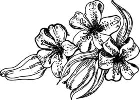 Drawing of a blooming lily vector