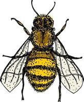 Bee logo, hand drawn sketch of bee vector