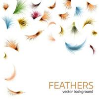 Vector illustration of  colorful  exotic feathers.