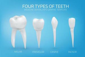 ilustración anatómicamente realista de los tipos de dientes humanos sobre fondo azul. vector