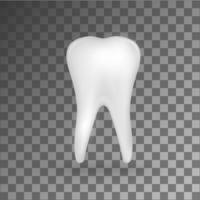 molar 3d realista blanco sobre fondo gris. vector