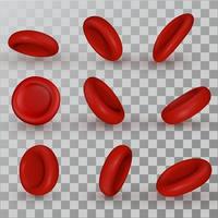 Vector red Blood Cells