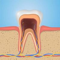 Vector tooth structure. Cross Section Anatomy with all parts.