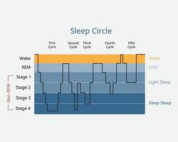 círculo de sueño con etapa de sueño para el análisis de la actividad cerebral durante el sueño vector