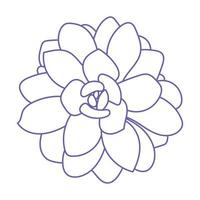 Succulent echeveria. Doodle vector very peri illustration. Drawing Flower for print. Outline sketch plant.