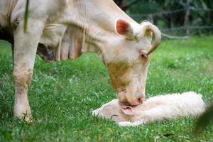 A white cow is licking a newborn calf with fluffy white fur lying on the green grass. photo