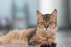 primer plano de un gato atigrado marrón tendido en el suelo mirando a la cámara con atención. foto