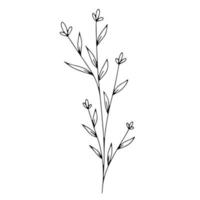 Botanical line art floral leaves, plant. Hand drawn sketch branch isolated on white background. Vector illustration