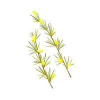 Rooibos herb on white  isolated background. Stem with leaves and flowers. Rooibos tea. Vector cartoon illustration