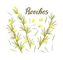 Rooibos herb set on white isolated background. Stem with leaves and flowers. Rooibos tea. Vector cartoon illustration