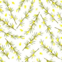 Rooibos herb on white isolated background seamless pattern. Stem with leaves and flowers. Rooibos tea. Vector cartoon illustration