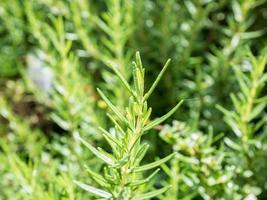 La hierba orgánica de romero fresco crece al aire libre de cerca