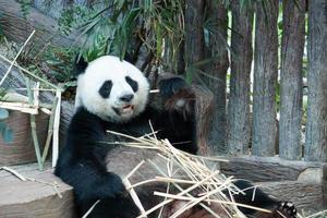 Hungry giant panda bear eating photo