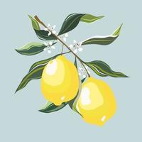 A big branch of 3 yellow limes or lemon, small white flowers and green leaves. Isolate flat vector image.