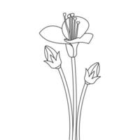 isolated graphic line art of blossom flower coloring page with bud vector