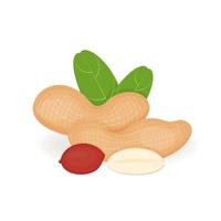 Peanuts nuts in cartoon style, vector illustration, realistic isolated peanuts for your product, fresh whole, leaves and nuts on a white background