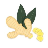 ilustración plana de jengibre aislada sobre fondo blanco raíz de jengibre en rodajas, hojas, embalaje, alimentos saludables, producto orgánico, ilustración vectorial vector