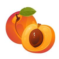 Peach vector illustration on a white background. Juicy fruit with a stone