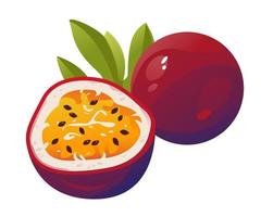 ilustración vectorial de maracuyá. fruta de la pasión cortada por la mitad. fruta jugosa vector