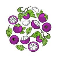 A set of mangosteen fruits and leaves, hand-drawn sketch-style doodle elements. Mangosteen in section and on branch, arranged in a circle. Exotic fruit. Thailand. Vector illustration