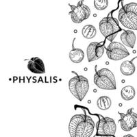 banner con flores secas de physalis sobre fondo blanco. para publicitar mercado de frutas exóticas, negocio para tiendas de abarrotes. silueta. bayas. physalis encaje de physalis. garabatos dibujados a mano en boceto vector