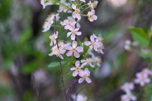 a blooming apple tree in the foliage.selective focus. photo