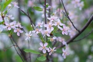 a blooming apple tree in the foliage.selective focus. photo