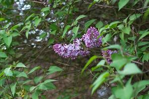 blooming lilac in the foliage in a green garden photo