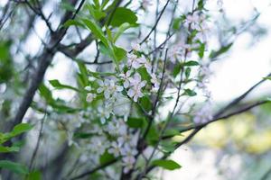 a blooming apple tree in the foliage.selective focus. photo