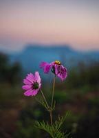 flor púrpura del cosmos que crece en la colina y fondo borroso del pico de la montaña foto