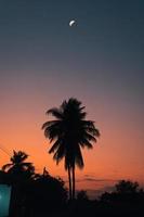 árbol plam de silueta con luna creciente y cielo colorido al atardecer foto