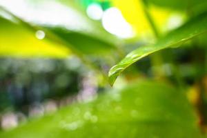 hoja verde con gotas de agua de la lluvia en el jardín foto