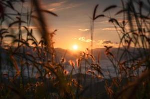 amanecer brillando a través de la flor de la hierba, montaña nublada desde el punto de vista de la mañana foto
