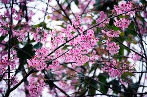 Wild Himalayan Cherry tree blooming with pink foliage in the forest photo