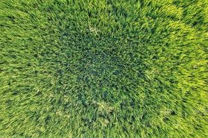 Top view close up of Green rice paddy field, farming cultivation in agricultural land at countryside photo