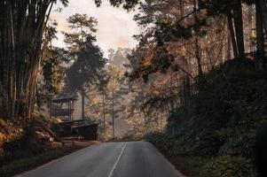 Sunlight through tropical rainforest on the road in national park photo