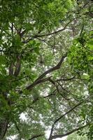 Green leaves on branch in tropical rainforest photo